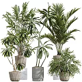 Lush Decorative Potted Bonsai Plants With Green Foliage For Indoor Decor