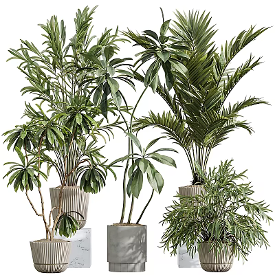Lush Decorative Potted Bonsai Plants With Green Foliage For Indoor Decor 3d model