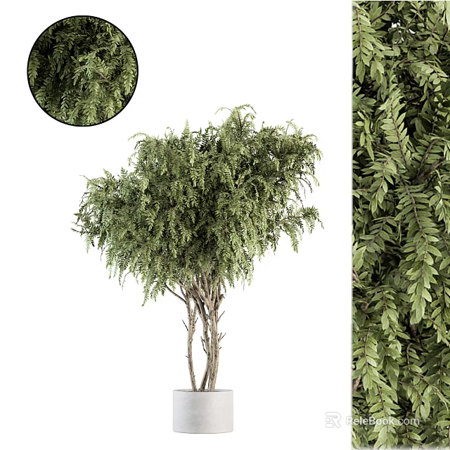 Lush Green Bonsai Plant With Multiple Trunks And Dense Foliage In White Pot 3d model 
