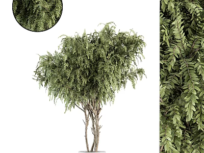 Lush Green Bonsai Plant With Multiple Trunks And Dense Foliage In White Pot 3d model