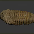 Trilobite Ancient Marine Animal Fossilized Remains With Segmented Exoskeleton Isolated On Dark Background