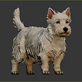 3D Rendered West Highland White Terrier With White Fur And Erect Ears On Dark Background