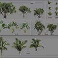 Arbor Tree Varieties With Various Leaf Shapes And Growth Forms 3d model