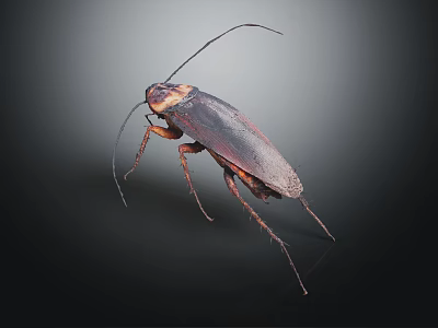 Close Up View Of A Brown Cockroach With Long Antennae On Dark Background 3d model