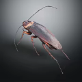 Close Up View Of A Brown Cockroach With Long Antennae On Dark Background