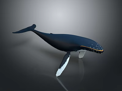 Realistic 3D Model of Blue Whale with White Fins on Dark Reflective Background 3d model