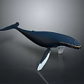 Realistic 3D Model of Blue Whale with White Fins on Dark Reflective Background
