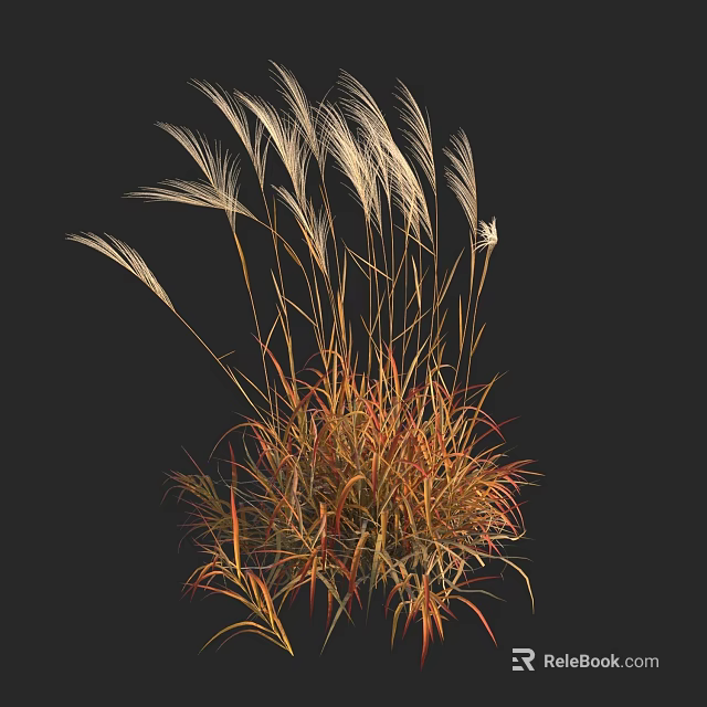 Ornamental Grass With Golden Orange Leaves And Feathery Plumes On Dark Background 3d model 