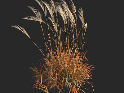 Ornamental Grass With Golden Orange Leaves And Feathery Plumes On Dark Background 3d model