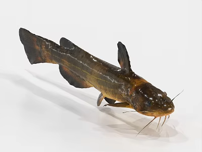 Freshwater Aquatic Animal Whiskered Fish With Brown Yellow Body And Dorsal Fin And Sleek Shape 3d model