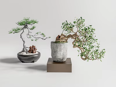 Indoor Bonsai Plants In Ceramic And Concrete Pots With Decorative Base 3d model