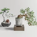 Indoor Bonsai Plants In Ceramic And Concrete Pots With Decorative Base