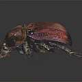 Shiny Dark Red Purple Beetle With Exoskeleton Legs And Antennae On Dark Background