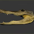 Crocodile Alligator Nile Crocodile carnivore reptile cold-blooded animal reptile 3d model