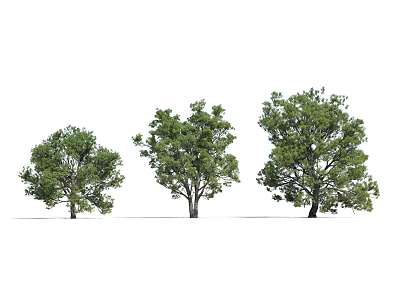 Three Different Sizes of Arbor Trees with Lush Green Foliage and Natural Trunks 3d model