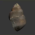 Spiral Conch Marine Animal With Brown Orange Textured Surface And Shiny Appearance