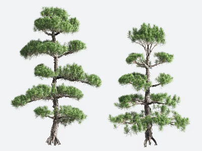 Two Pine Trees With Layered Crowns Green Foliage And Exposed Roots 3d model