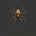 Detailed View of Tan Spider with Long Slender Legs on White Background