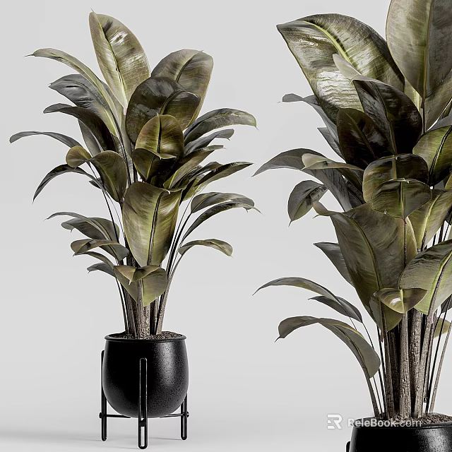 Potted Plants with Large Green Leaves in Black Pots for Indoor Decor 3d model 
