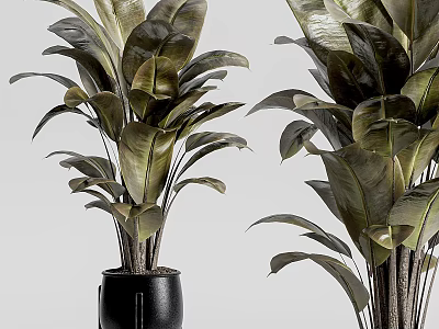 Potted Plants with Large Green Leaves in Black Pots for Indoor Decor 3d model