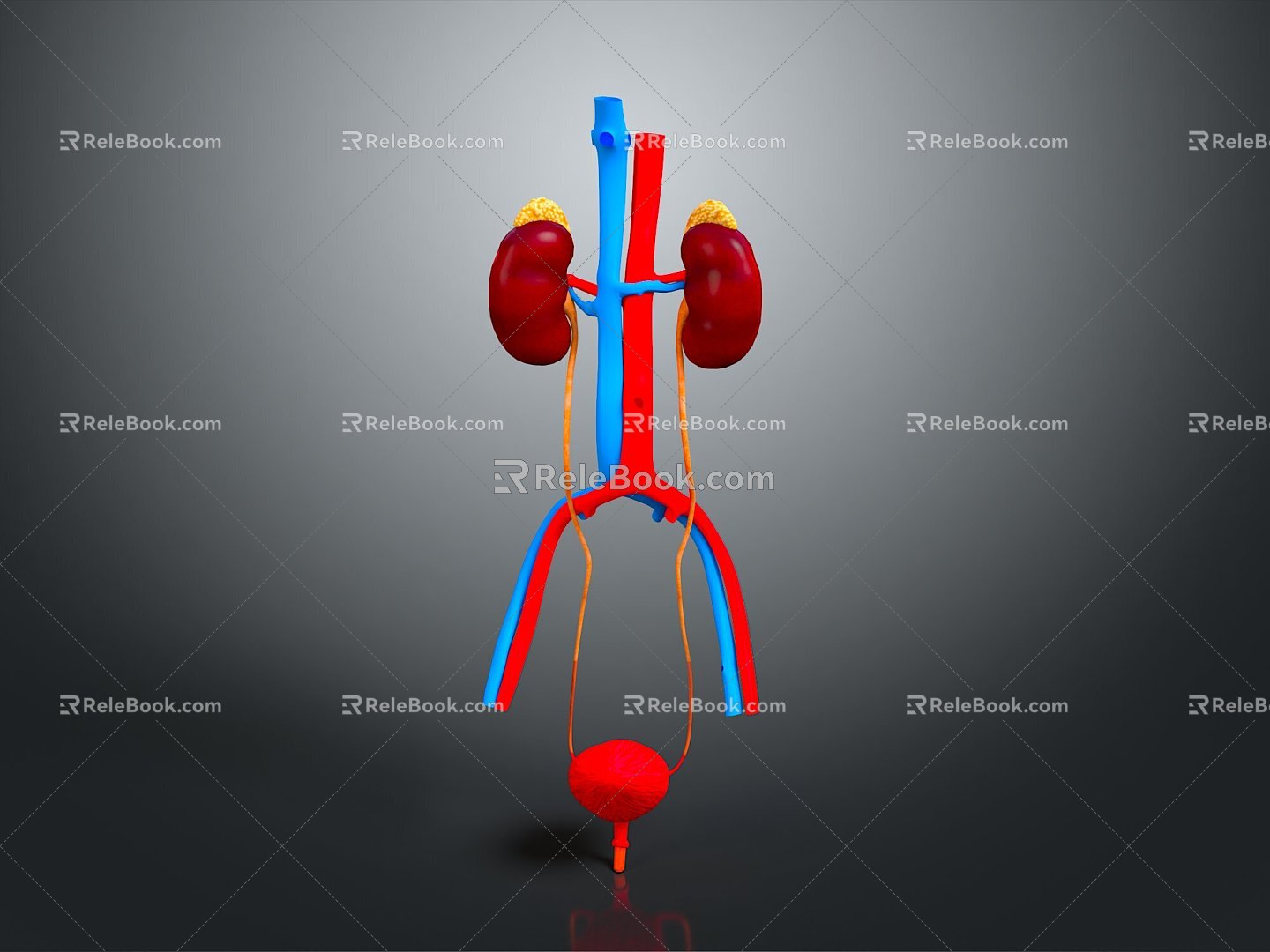 Kidney Anatomy Kidney Organ Human Organ Human Organ Human Body Tissue Human Body Structure 3d model