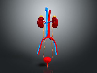 Kidney Anatomy Kidney Organ Human Organ Human Organ Human Body Tissue Human Body Structure model