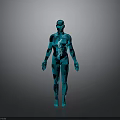 Human Body Organ And Hair Anatomical 3D Model With Transparent Internal Structure
