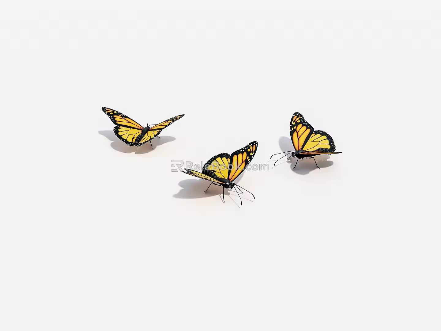 insect butterfly 3d model
