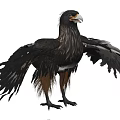 Black Bird With Yellow Beak And Spread Wings Standing On Grassy Ground