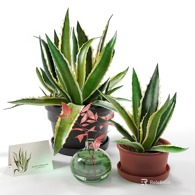 Bonsai Potted Plants With Green Yellow Edged Thorny Leaves In Indoor Black Brown Planters 3d model 