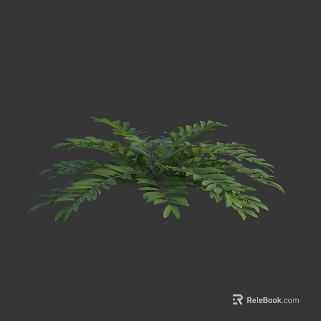 Lush Green Fern Plant With Feathery Leaves In 3D Rendered Dark Gray Background 3d model 