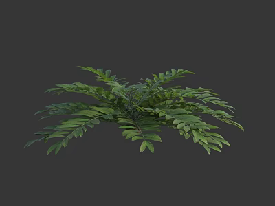 Lush Green Fern Plant With Feathery Leaves In 3D Rendered Dark Gray Background 3d model