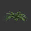Lush Green Fern Plant With Feathery Leaves In 3D Rendered Dark Gray Background
