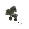 Three Bonsai Potted Plants With Lush Green Foliage In Cylindrical Stone Planters