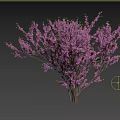 Purple Flowering Tree Blooming Vibrant Purple Blossoms With Silhouette of Woman Walking Nearby