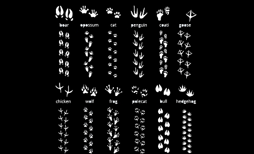 2D Animal Footprints Cat Dog Bird Poultry Paw Black and White Silhouette 3d model