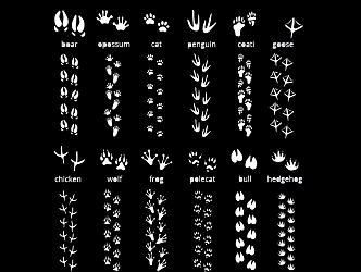 2D Animal Footprints Cat Dog Bird Poultry Paw Black and White Silhouette 3d model