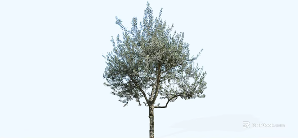 Tall Tree With Lush Green Foliage And Straight Trunk In Natural Garden 3d model 