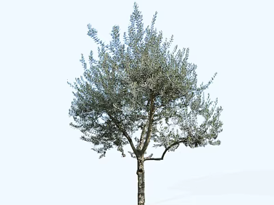 Tall Tree With Lush Green Foliage And Straight Trunk In Natural Garden 3d model