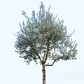 Tall Tree With Lush Green Foliage And Straight Trunk In Natural Garden