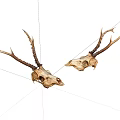 Two Deer Skulls With Antlers Side By Side On White Background