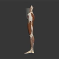Human Head Organs Anatomical Structure 3D Render Model With Detailed Muscular View
