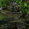 Tranquil Garden Landscape With Serene Pond Reflection Lush Greenery Pink Flowers And Rocks