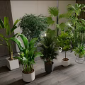 Indoor Potted Plants with Various Green Foliage and Different Sized Pots Collection