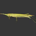 Yellow Grasshopper with Long Legs on Black Background with Clear Reflection 3d model