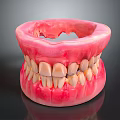 Detailed Dental Model Of Tooth And Gum Displaying Oral Organ Structure