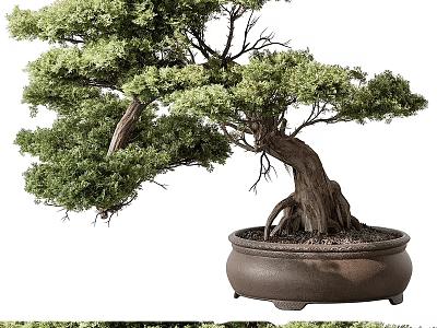 Bonsai Tree With Twisted Trunk And Lush Green Foliage In Brown Ceramic Pot 3d model