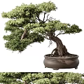 Bonsai Tree With Twisted Trunk And Lush Green Foliage In Brown Ceramic Pot