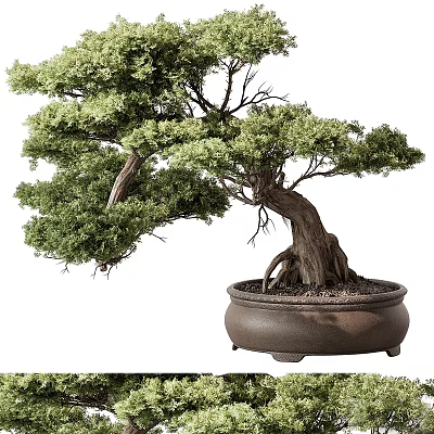 Bonsai Tree With Twisted Trunk And Lush Green Foliage In Brown Ceramic Pot 3d model