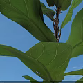 Fiddle Leaf Fig Plant On Circular Grass Lawn With Golden Border And Gray Stone Pavement